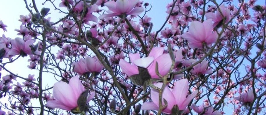 Cherry Blossoms Bute Park