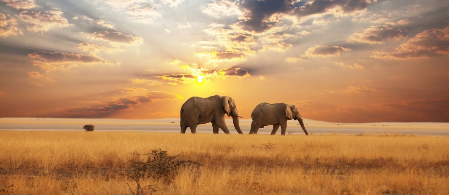 Elephants on the Savanna
